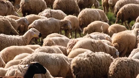 Flock of sheep Stock Footage 294001906