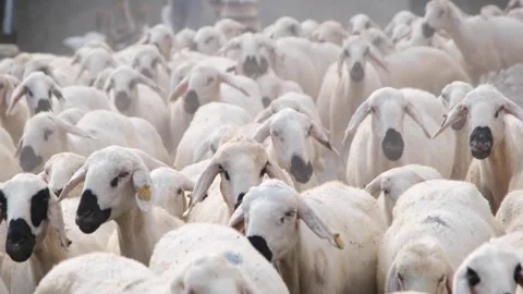 Flock of sheep Stock Footage 294045511