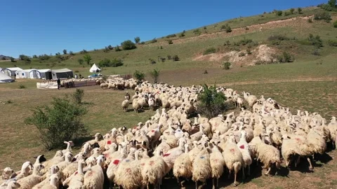 Flock of sheep Stock Footage 294128905
