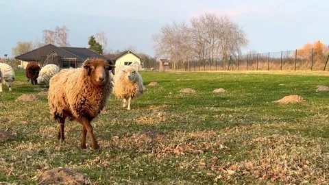 Flock of sheep Video stock 310856905