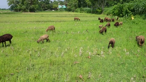 Flock of Sheep 스톡 동영상 342804814