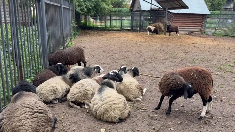 A flock of sheep Stock Footage 345754884
