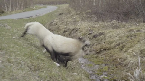 Flock of sheep in the forest Video stock 85832742