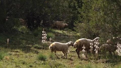 Flock of sheep in the forest Stock Footage 294001524