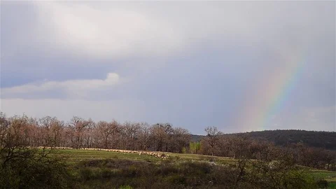 Flock of sheep found on a vegetation hill over which there was a rainbow Video stock 80262838