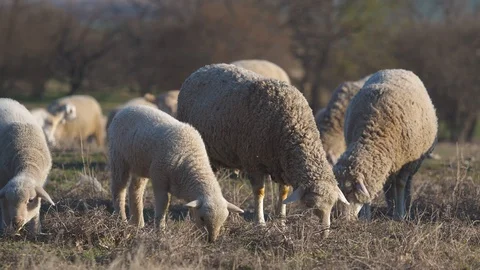 Flock of sheep on fresh spring green meadow during sunrise Video stock 105683346