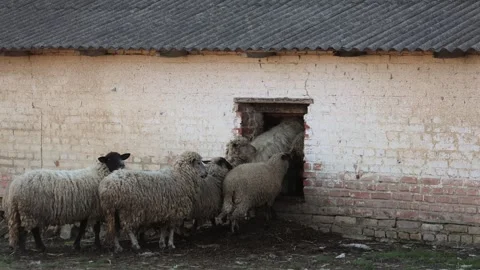 A flock of sheep gathered around the brick barn, eager to push through the door. Video stock 292908157