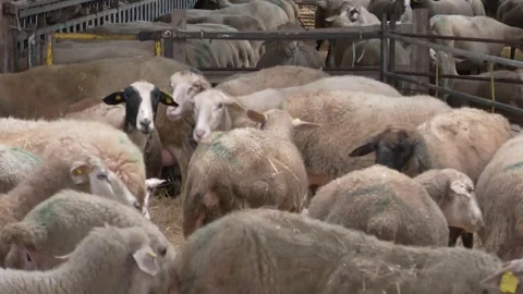 Flock of Sheep Gathered Inside Livestock Barn Stock-Footage 344668610
