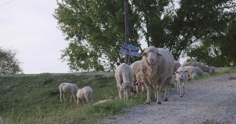 Flock of sheep in grass field by old road in countryside Vídeo Stock 130126886