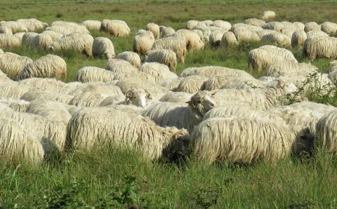 Flock of sheep in the grass. In Romania Stock Photos