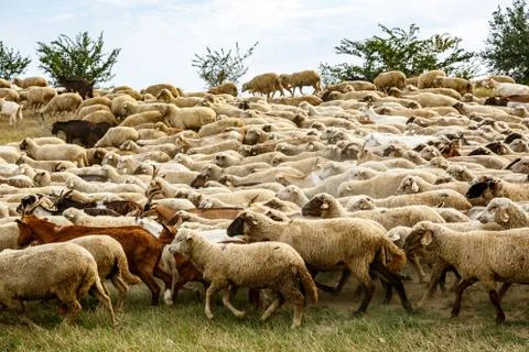 A flock of sheep on the grassland. Animal background. Stock Photos