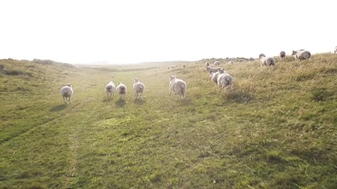 Flock of sheep on grassy hill in slow motion Stock Footage 71565071