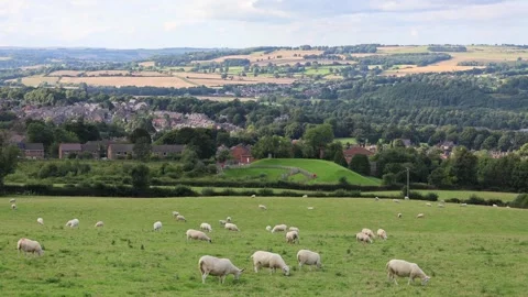 A Flock of Sheep Graze in a Field on the Background of Hills And Town in England Stock Footage 249083433