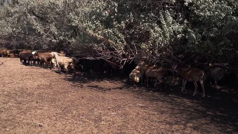 A flock of sheep graze Vidéo 109603751