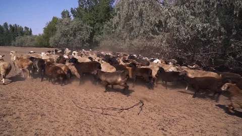 A flock of sheep graze Video stock 109603776