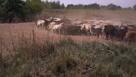 A flock of sheep graze Видео 109603839