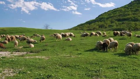 Flock of sheep graze on green hill on background Stock Footage 256478956