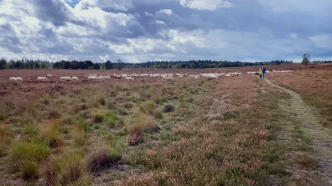 A flock of sheep graze at the heather at fall. Stock Footage 209152753