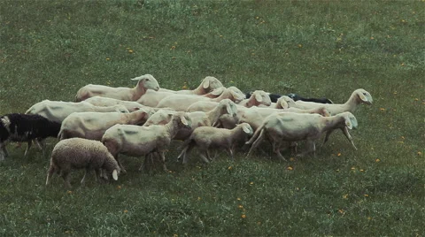 Flock of sheep graze on meadow Stock Footage 57394032