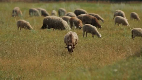 Flock of sheep graze in meadow surrounded by trees and eat grass. Animals move Vidéo 317227510