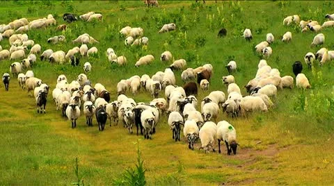 Flock of sheep graze on the mountain pasture Stock Footage