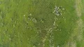 The flock of sheep graze on the picturesque mountain field 4k or 4k+ Resolution