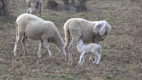 Flock of sheep that graze with small lambs Stockbeeldmateriaal 107017393