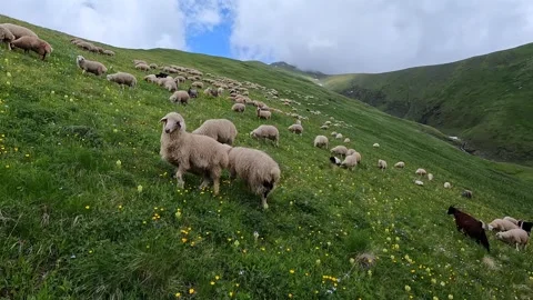 A flock of sheep grazes across a steep meadow in Georgia's Roshka Valley Stock Footage 340385514
