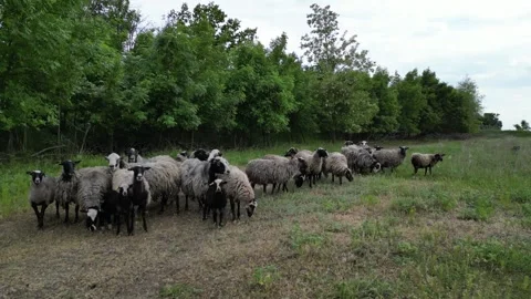 A flock of sheep grazes in a field on a sunny summer day Stock Footage 295647698
