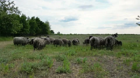 A flock of sheep grazes in a grassy field on a cloudy day. The sheep are all Stock Footage 278154523