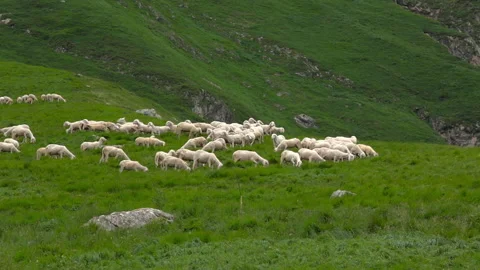 A flock of sheep grazes in the high mountains. Stock Footage 133817859