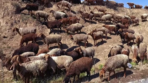 A flock of sheep grazes on the hillside Stock-Footage 317168295