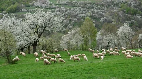 Flock of sheep grazes in a meadow Stock Footage 65144539