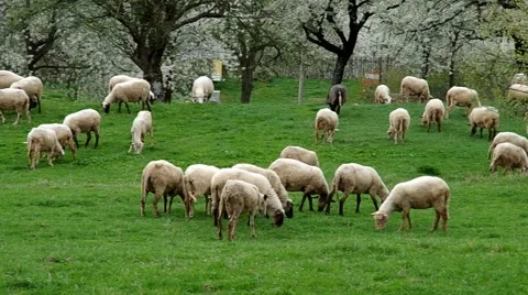 Flock of sheep grazes in a meadow Stock Footage 67883524