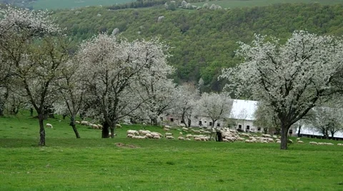 Flock of sheep grazes in a meadow Stock Footage 67883567