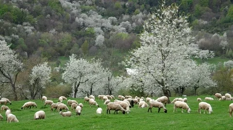 Flock of sheep grazes in a meadow Stock Footage 67883801