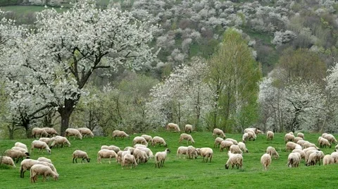 Flock of sheep grazes in a meadow Stock Footage 67883807