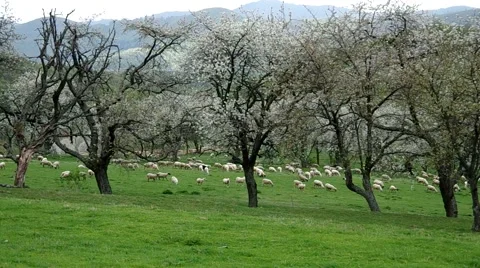 Flock of sheep grazes in a meadow Stock Footage 67888708