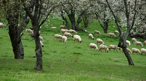 Flock of sheep grazes in a meadow Stock Footage 67888711