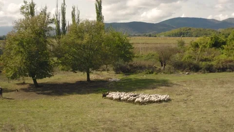 A flock of sheep grazes on the plain Video stock 219964754