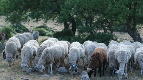 A flock of sheep grazes on rocky ground 動画素材 323371364