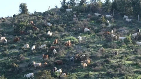 A flock of sheep grazes on rocky ground Vidéo 323375178