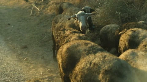 A flock of sheep grazes on rocky ground 動画素材 323377974