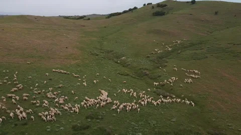 A flock of sheep grazes on rocky ground Vidéo 323745307