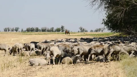 A flock of sheep grazes in a steppe area. Stock Footage 329870066