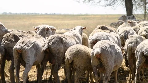 A flock of sheep grazes in a steppe area. Stock Footage 329870105
