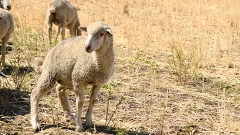A flock of sheep grazes in a steppe area. Stock Footage 329870111