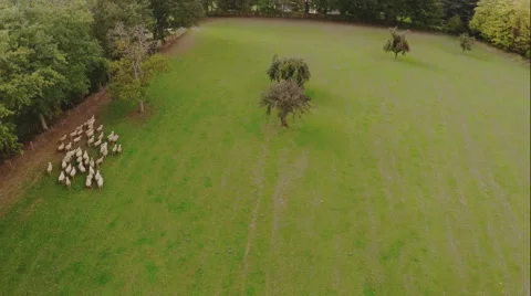 Flock of sheep grazing. Aerial. Stock Footage 64757701