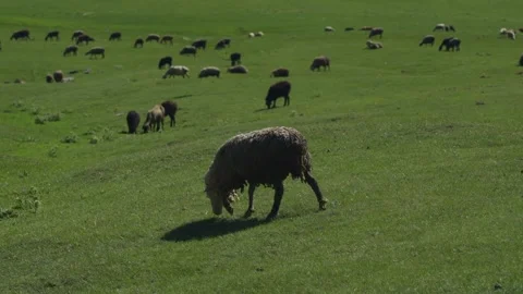 A flock of sheep grazing in the ""alpine meadows"" on a hot summer day Stock Footage 268153150