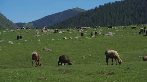A flock of sheep grazing in the ""alpine meadows"" on a hot summer day Stock-Footage 268156660